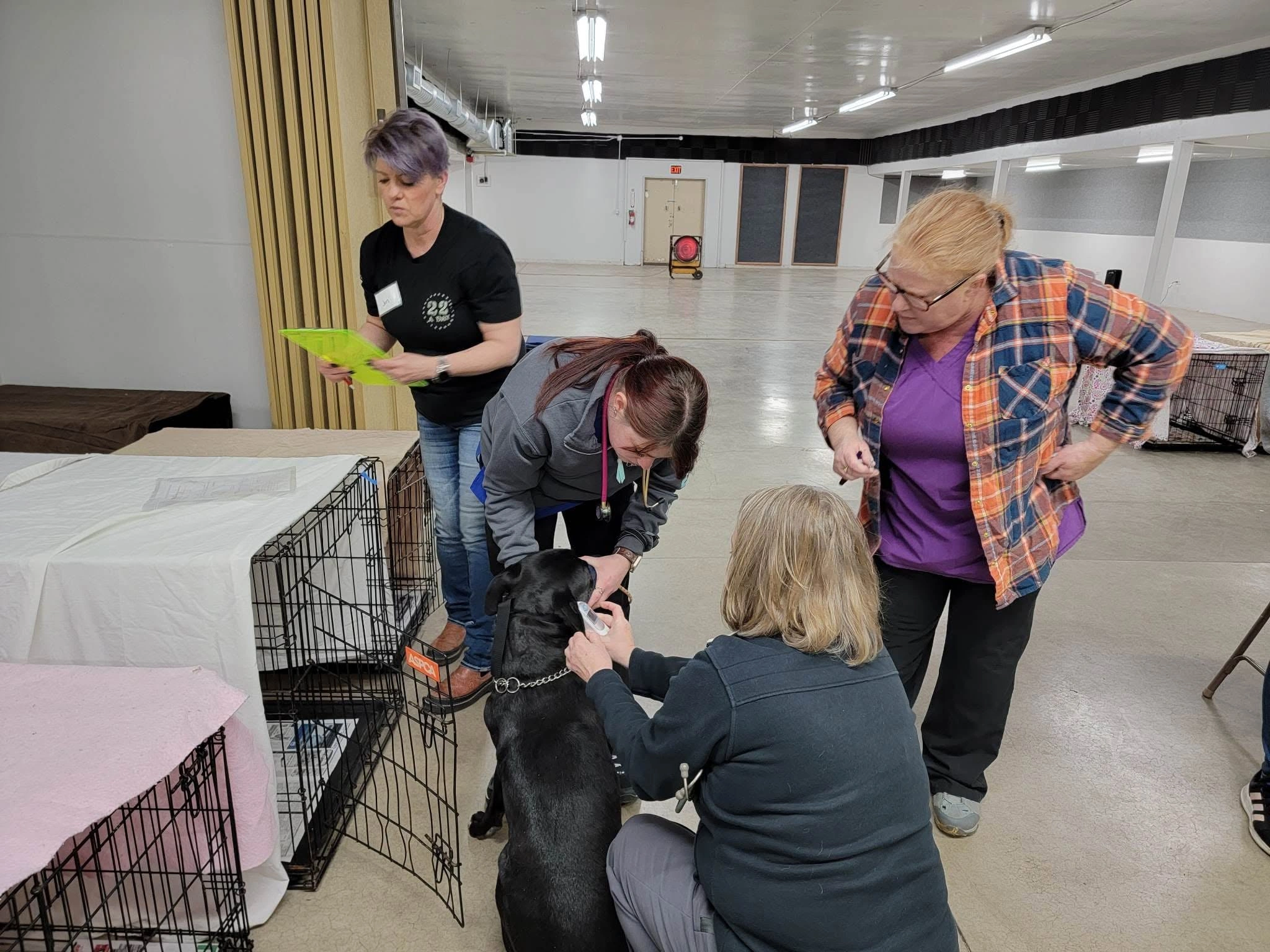 Clinic staff performing pre-operative health check on a dog before surgery