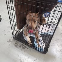 Dog resting safely in a recovery crate before surgery