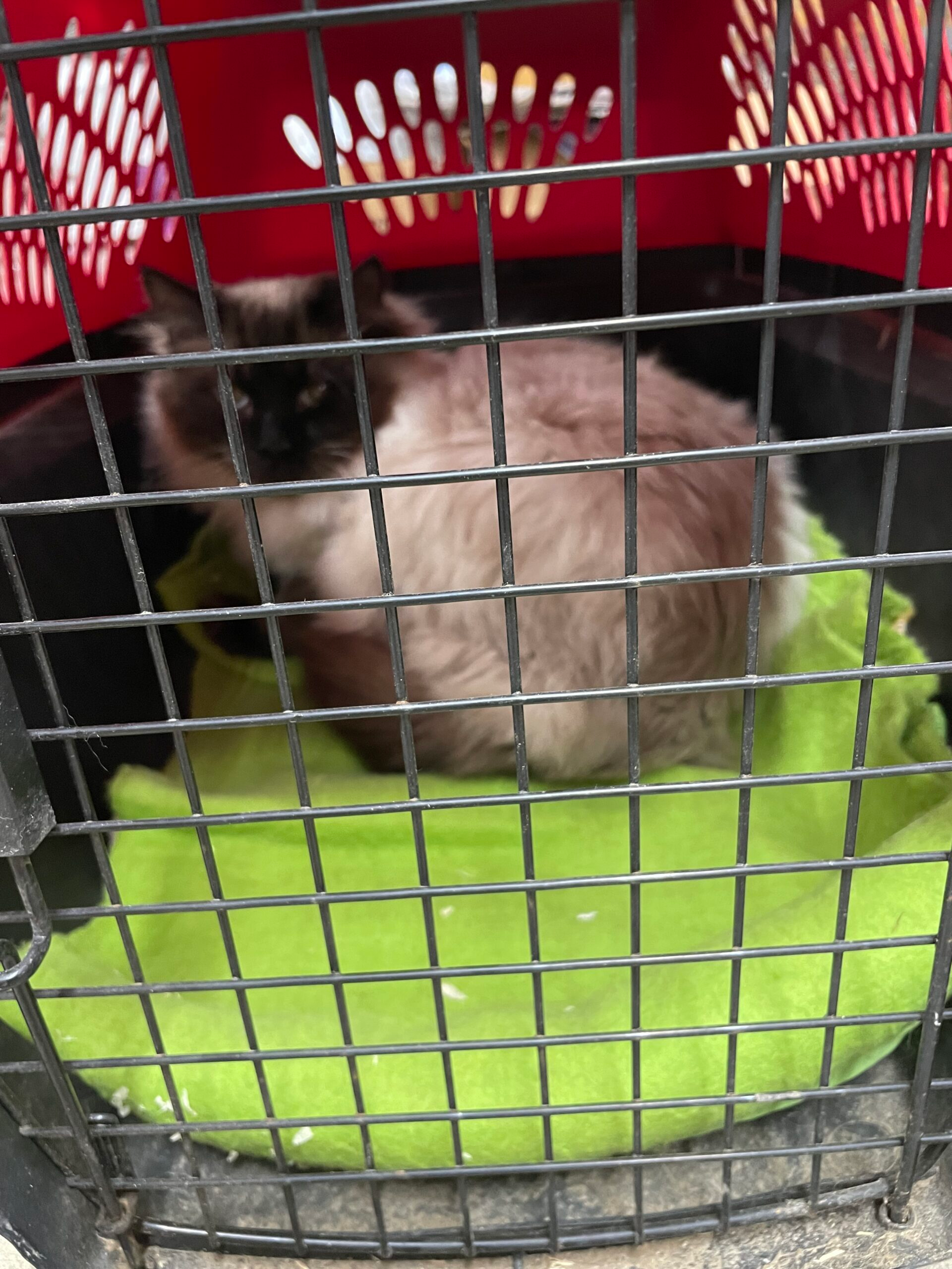 Veterinary staff providing gentle attention and monitoring to a healing pet